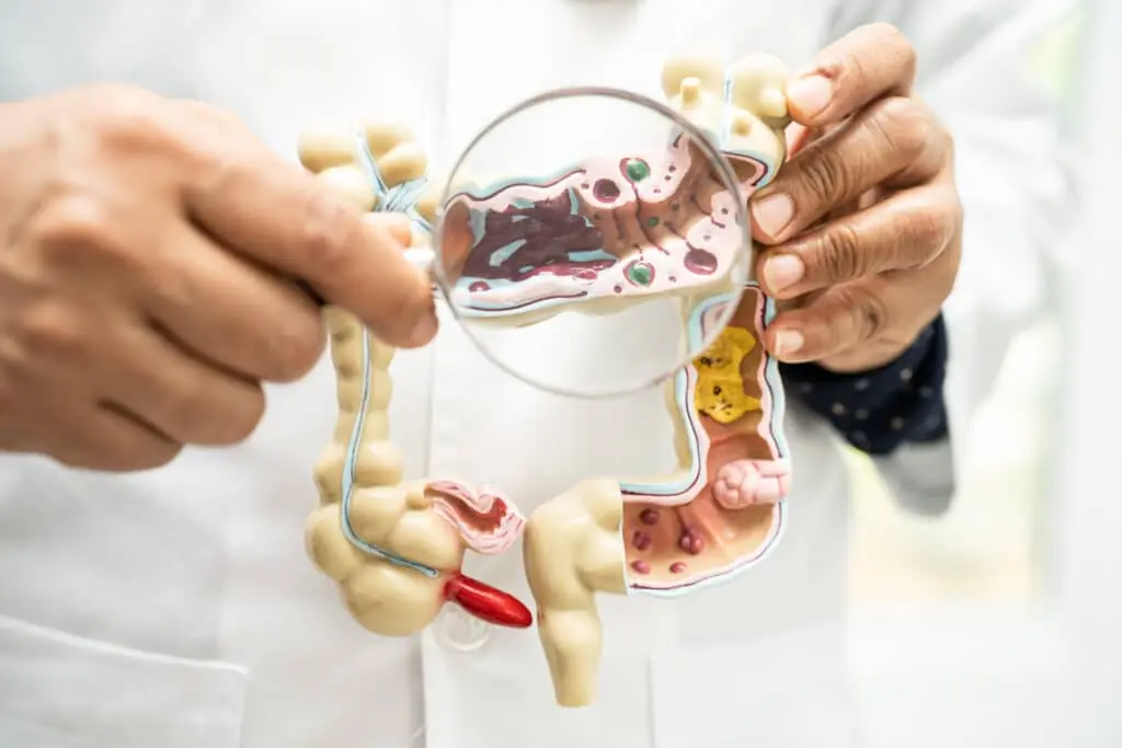 Digestive system model illustrating gut microbiota and probiotic bacteria.