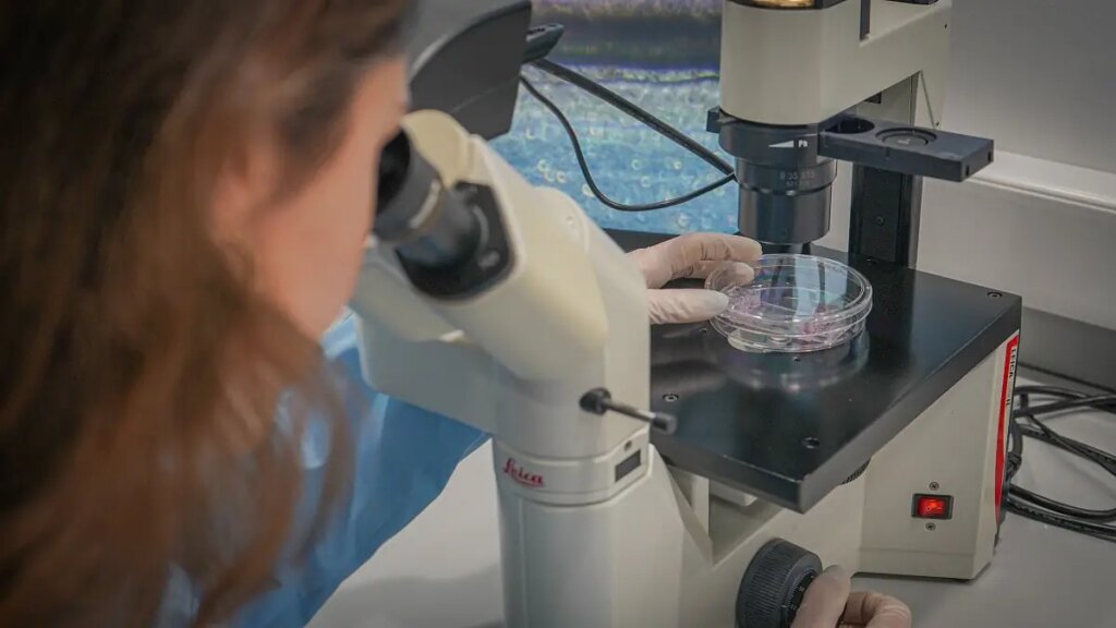 organ on chip