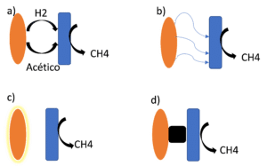 mecanismos de transformación de CO2 en metano a través de distintas rutas metabólicas: (a) ruta metabólica convencional; (b) Ruta DIET pili; (c) Ruta DIET proteínas unidas a la membrana celular; (d) Ruta metabólica mediante materiales conductores